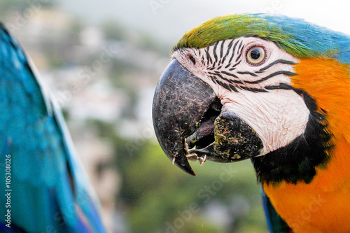 Macaw Close up photo