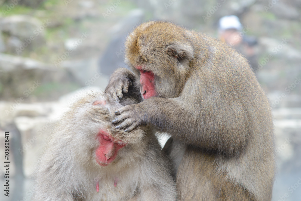 Monkey in Jigokudani Monkey Park or Snow Monkey, Grooming: It relaxing time for the monkey, they are looking for lice and it egg at the root of their hairs in oder to remove them, Nagono Japan. Monkey in Jigokudani Monkey Park or Snow Monkey, Grooming: It relaxing time for the monkey, they are looking for lice and it egg at the root of their hairs in oder to remove them, Nagono Japan.