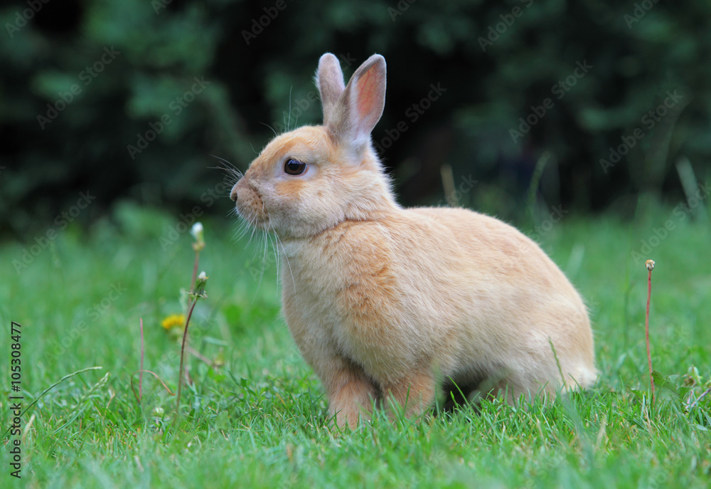 Fototapeta premium Rabbit, Easter