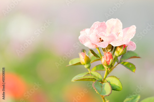 Fototapeta Naklejka Na Ścianę i Meble -  Roses in the garden filtered
