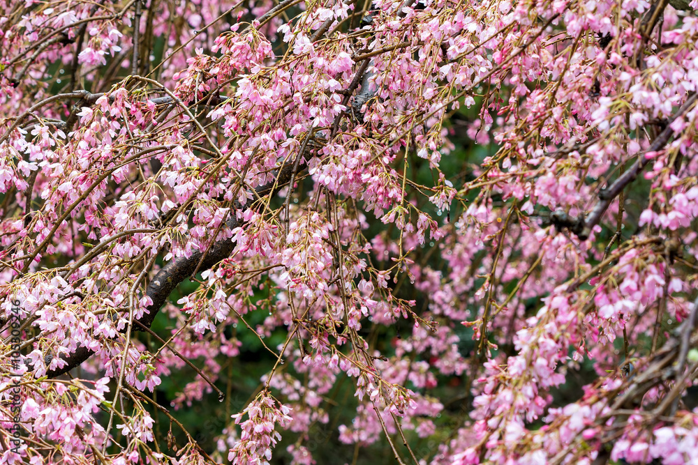 Cherry Blossom Tree in Full Bloom