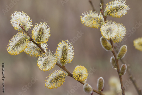 Fluffy buds on a willow branch in the spring