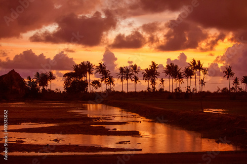 Sunset landscape with palms
