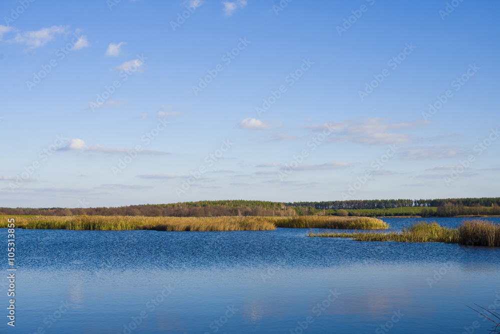 forest lake under blue cloudy sky