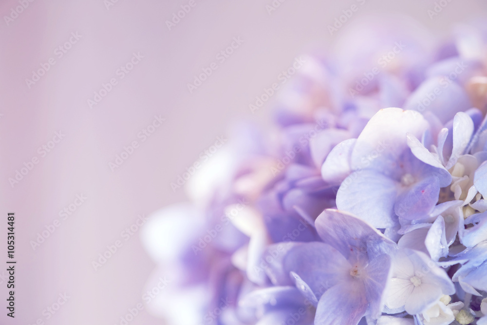 Hydrangea Flower soft tone and sweet vintage tone
