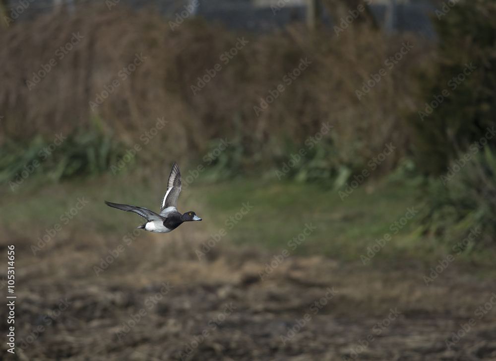 Fototapeta premium Greater Scaup in flight