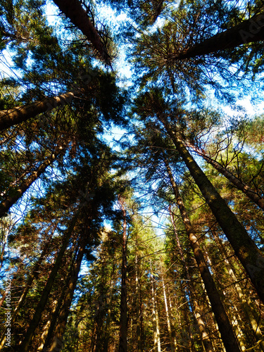 summer forest bottom view