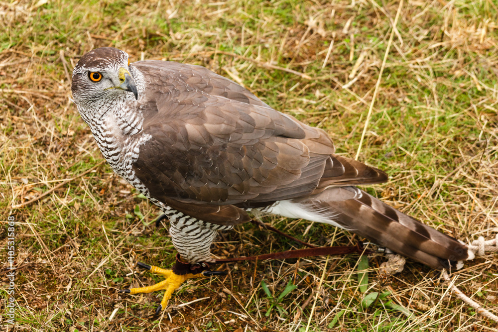 Fototapeta premium Azor. Accipiter gentilis. XIX Jornadas Internacionales de Cetrería del Norte de España.