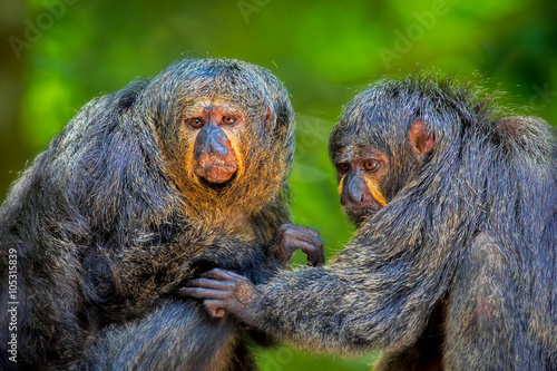 Εκτύπωση καμβά Two Saki Monkeys