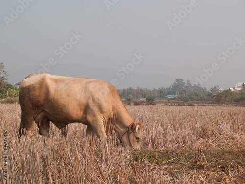 Fototapeta Naklejka Na Ścianę i Meble -  cow eating grass and straw on pasture