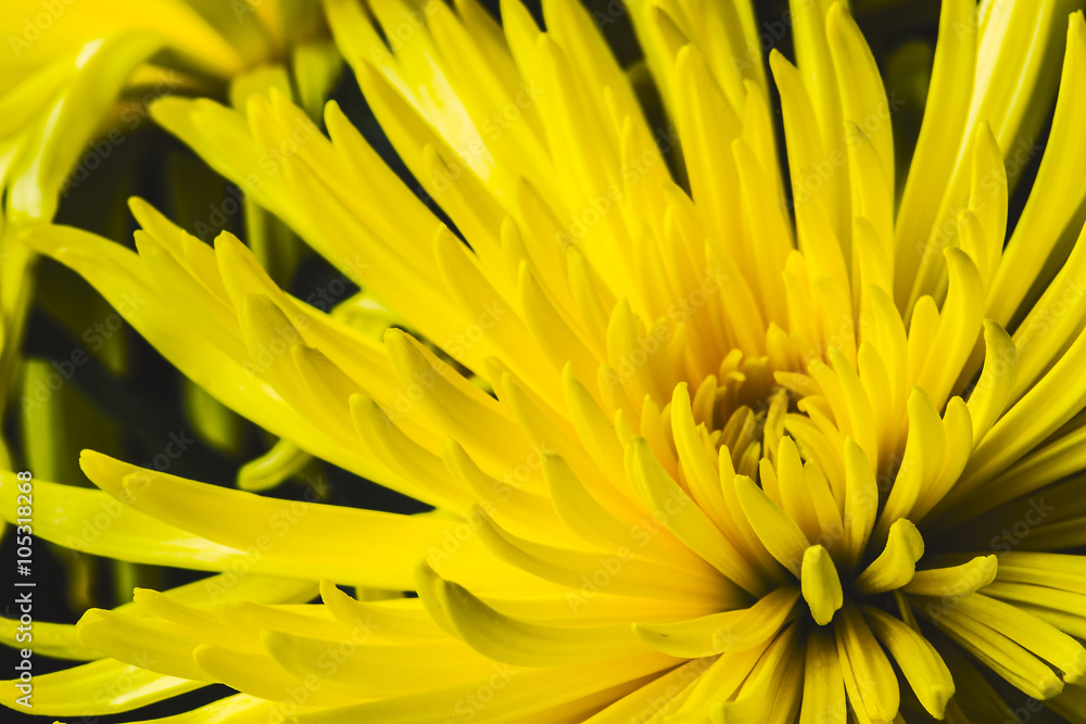 Yellow Chrysanthemum Yellow Chrysanthemum