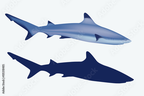 Grey reef shark. Realistic mesh illustration and silhuette