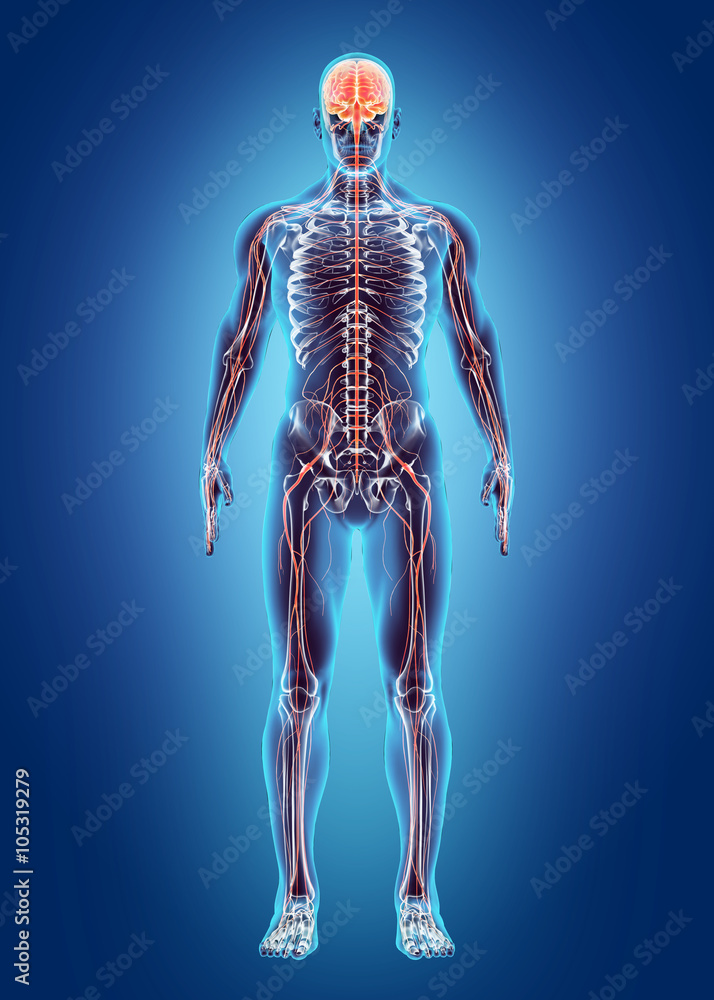 Human Internal System - Nervous system. - obrazy, fototapety, plakaty 
