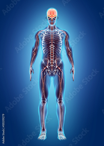 Human Internal System - Nervous system.