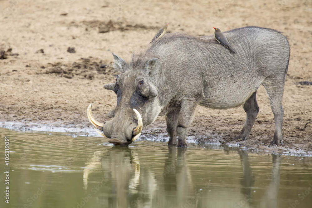 Single old Warthog standing at a waterhole drinking Single old Warthog standing at a waterhole drinking