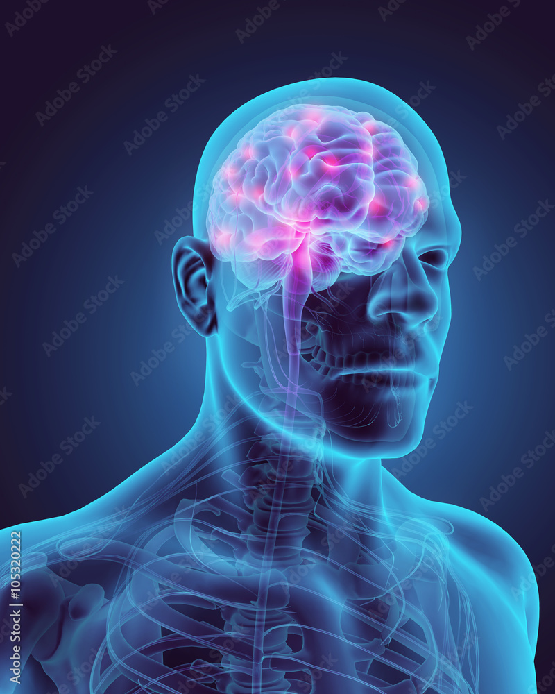 Human Internal Organic - Brain. Human Internal Organic - Brain.