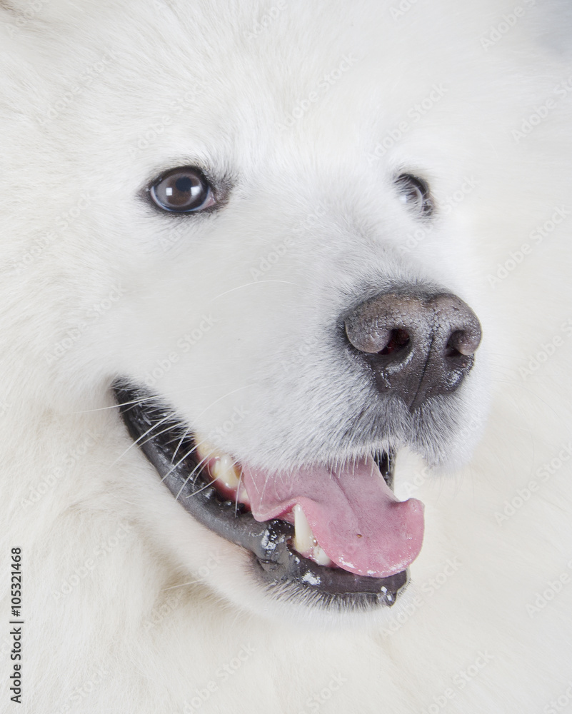 Closeup of a Samoyed dog (shallow DOF, selective focus on the nose)