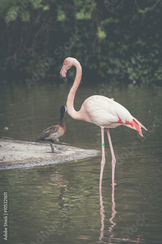 Flamant rose