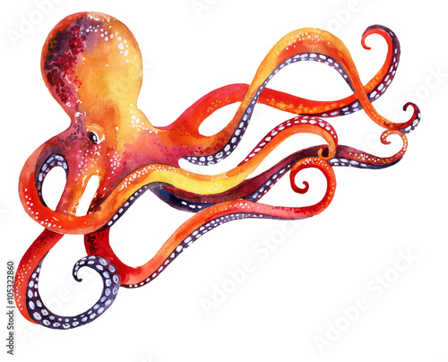 octopus photo