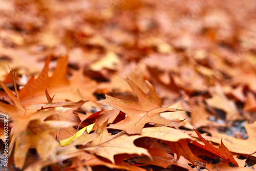 Forest floor in autumn. Autumn leaves, nature background with copy space. 