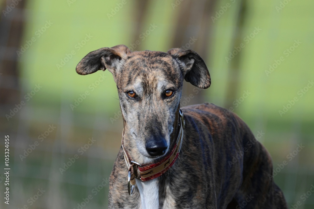 Galgo Espanol