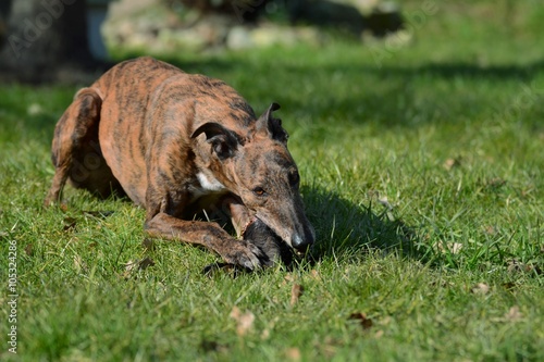 Hund liegt im Gras und frisst Rohfutter