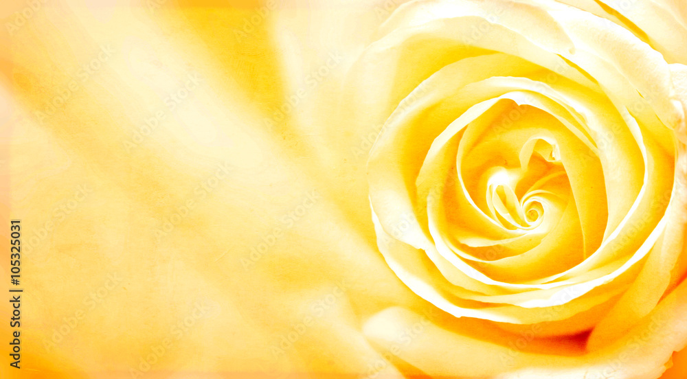 Grunge banner with yellow rose and paper texture - obrazy, fototapety, plakaty 