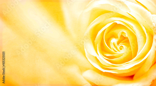 Grunge banner with yellow rose and paper texture
