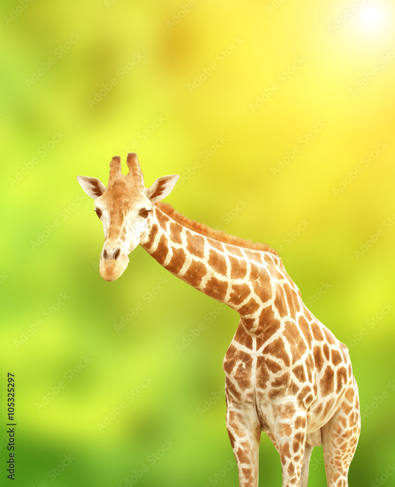 Fototapeta premium Giraffe