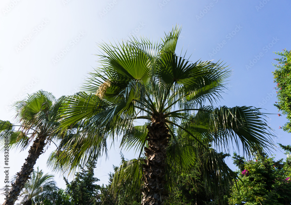 palm tree palm tree