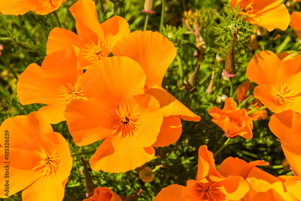 Orange poppies in a summer meadow on sunny day Orange poppies in a summer meadow on sunny day
