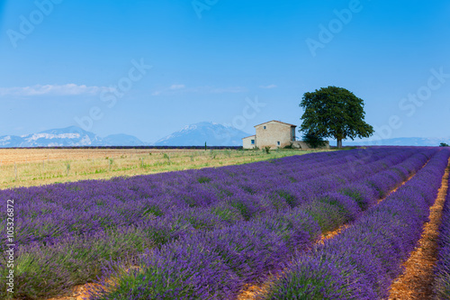  Lavanda fields. Provence © Max Topchii