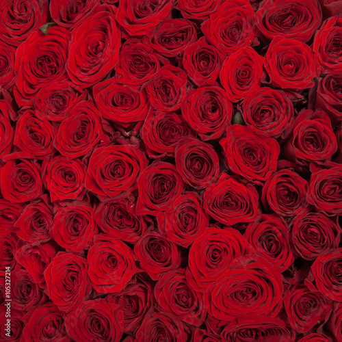 Fototapeta Naklejka Na Ścianę i Meble -  Natural red roses background