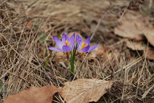 Violet wild crocuses. Close-up