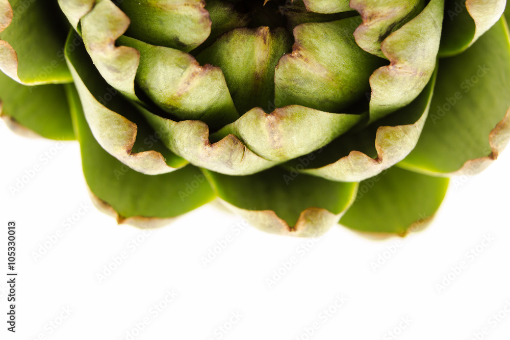 Fresh artichoke, macro shot on white with copy-space Fresh artichoke, macro shot on white with copy-space