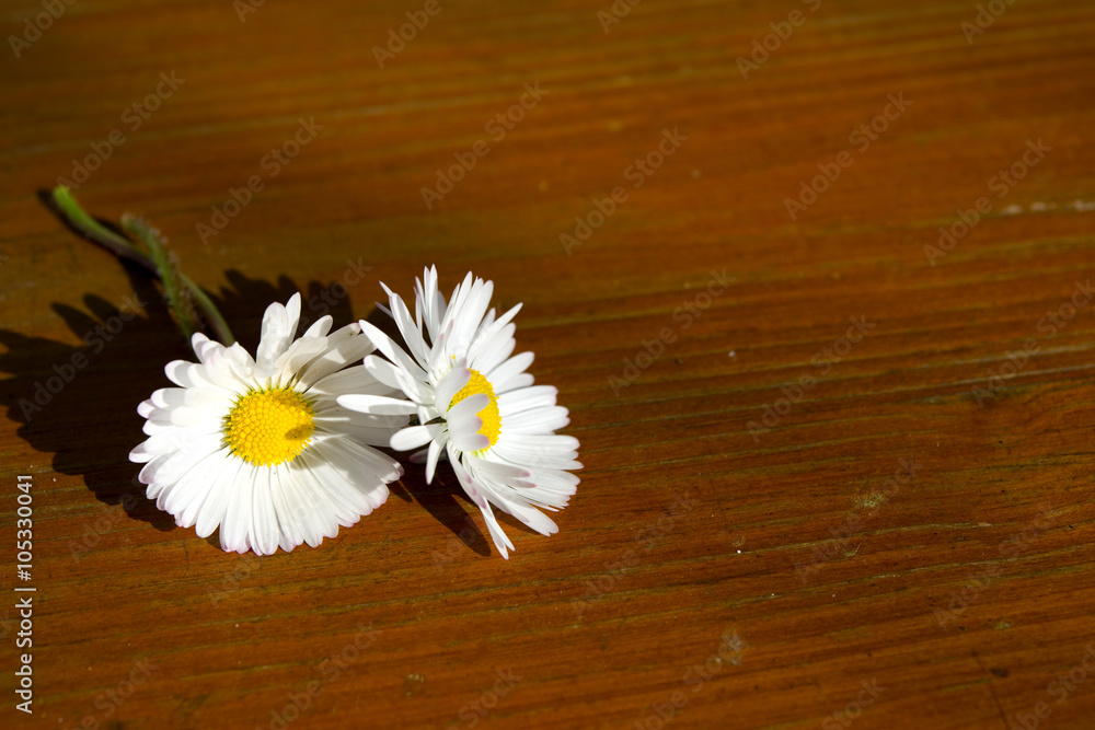 Fototapeta premium Gänseblümchen