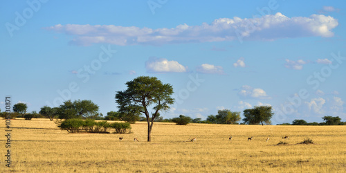 African wildlife, Kalahari desert, Namibia