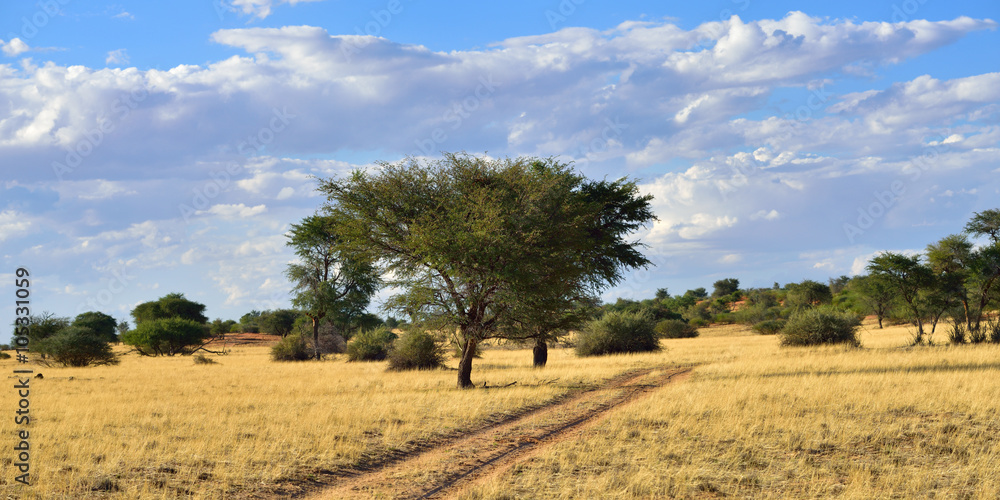 The Kalahari desert, Namibia The Kalahari desert, Namibia