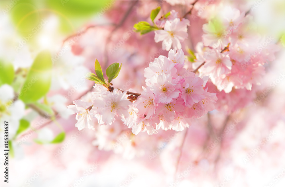 Naklejka premium Spring border background with pink blossom