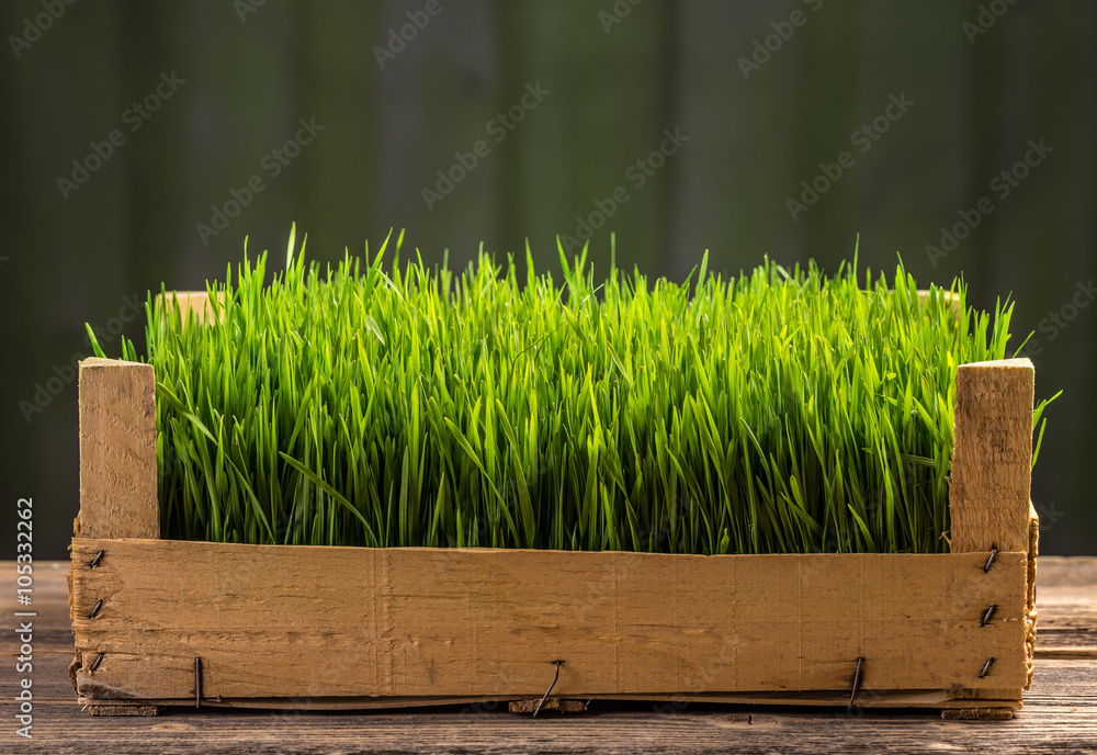 Young green sprouts Young green sprouts