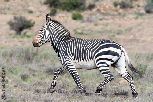 Running mountain zebra