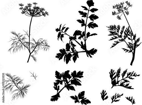 black dill and parsley plants isolated on white