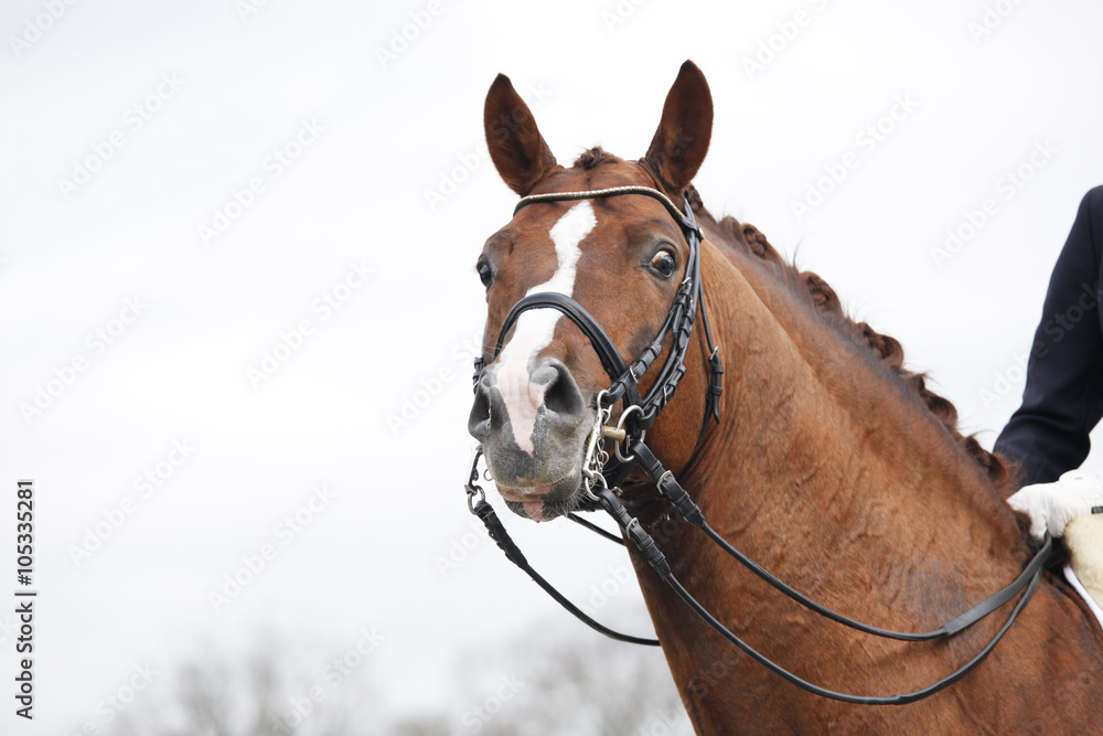 Obraz premium Horse With curb bit