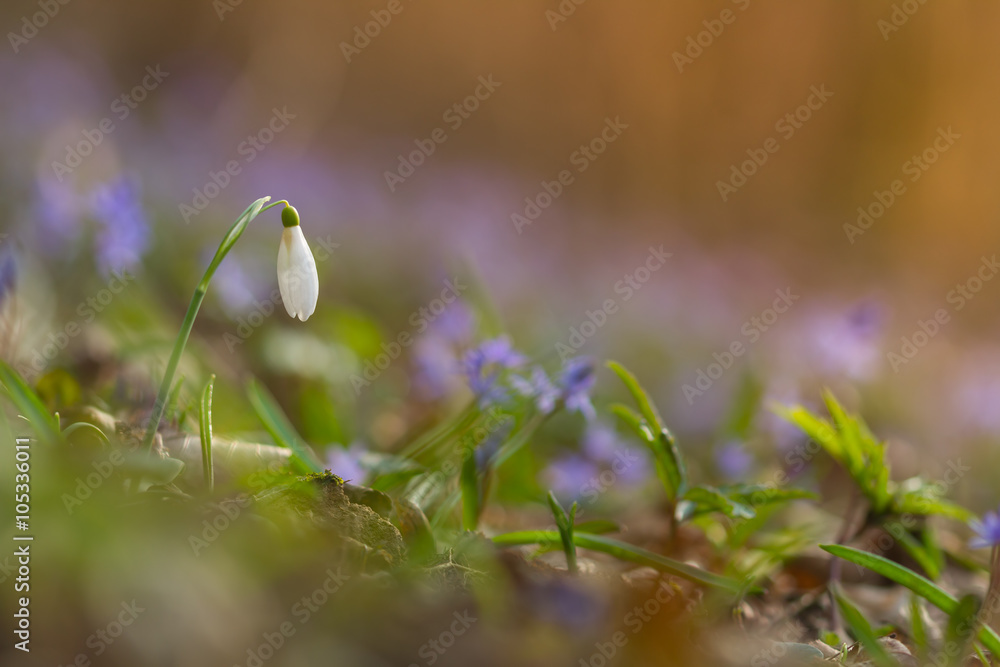 Snowdrop flower on colorful background in nature Snowdrop flower on colorful background in nature