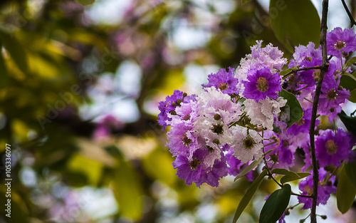 Lagerstroemia floribunda flower