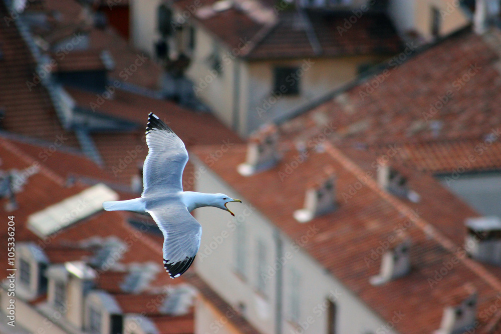Fototapeta premium Flying Seagull Bird with Open Beak