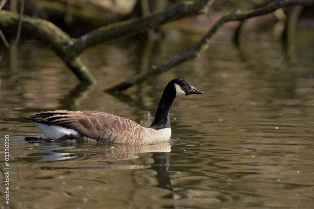 Canada Goose, Branta canadensis