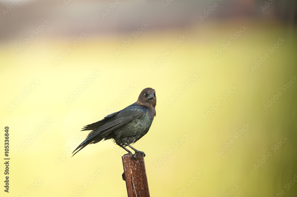 Fototapeta premium Brown-headed Cowbird eye contact