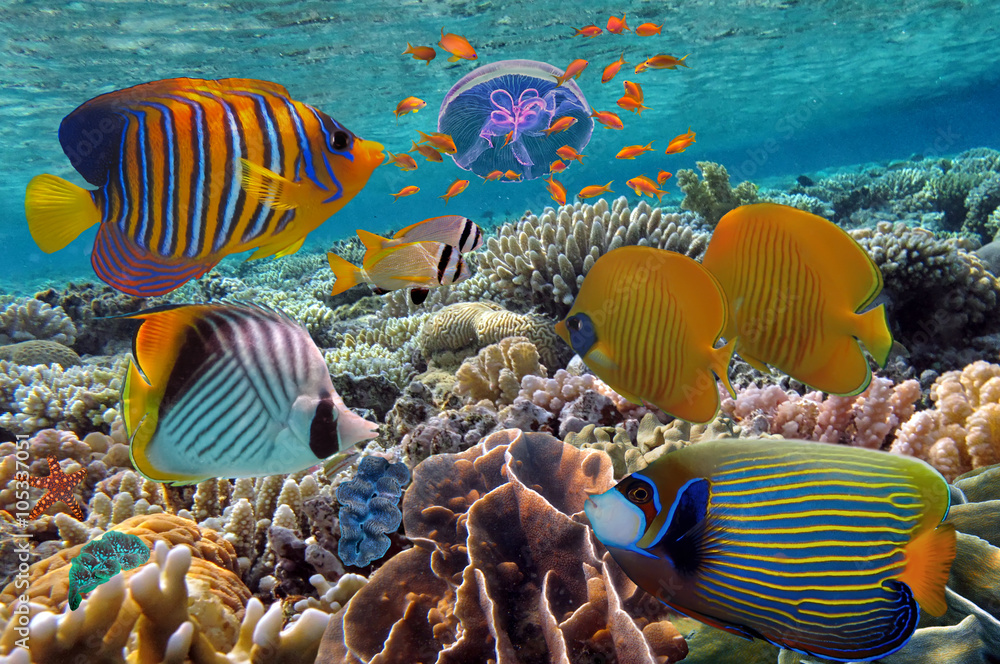 Fotografia Coral Reef and Tropical Fish iin the Red Sea, Egypt - em  Europosters.pt