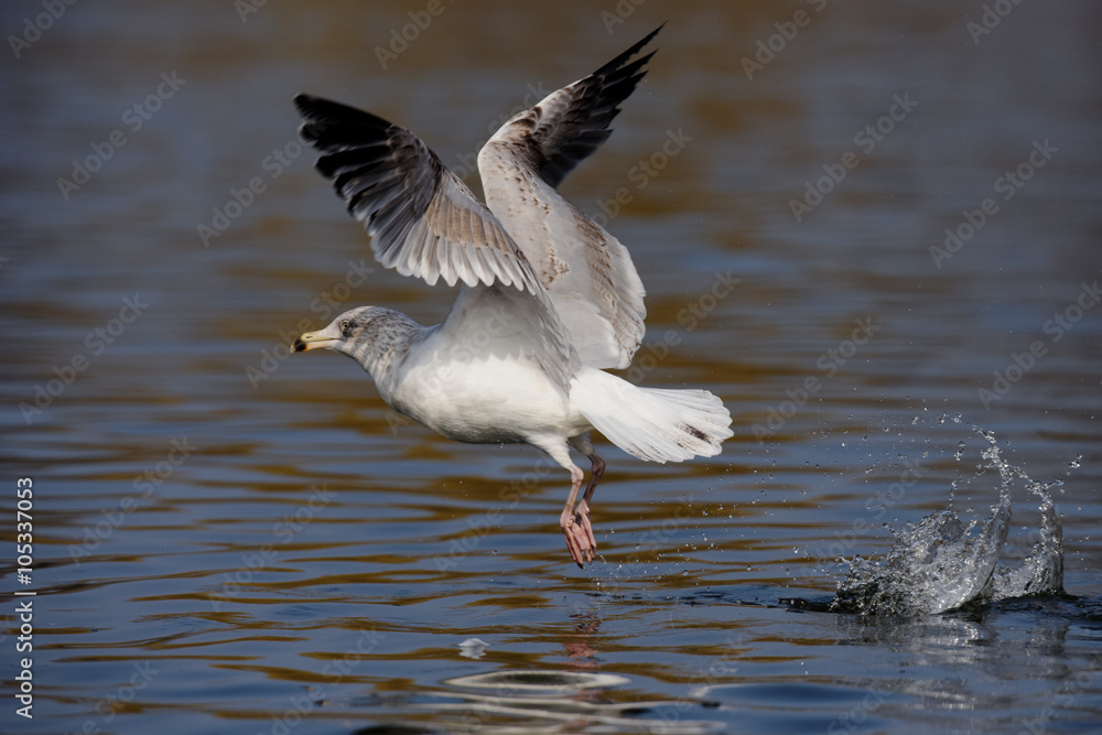 European Herring Gull, Larus argentatus